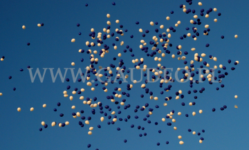 Wypuszczone balony helowe odlatują w dal.